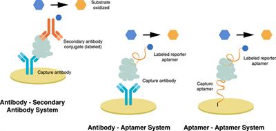 A review of antibody, aptamer, and nanomaterials synergistic systems for an amplified electrochemical signal
